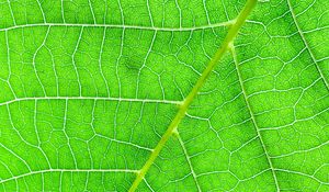 Preview wallpaper veins, macro, leaf, green