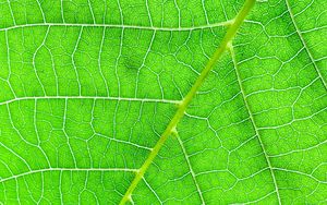 Preview wallpaper veins, macro, leaf, green