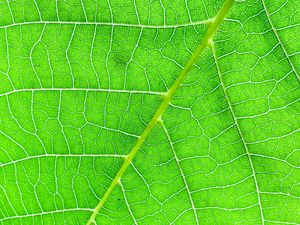 Preview wallpaper veins, macro, leaf, green