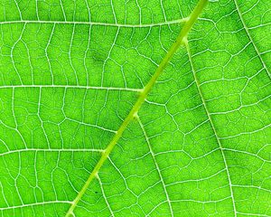 Preview wallpaper veins, macro, leaf, green