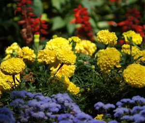 Preview wallpaper velvet, flowers, colorful, flowerbed, green