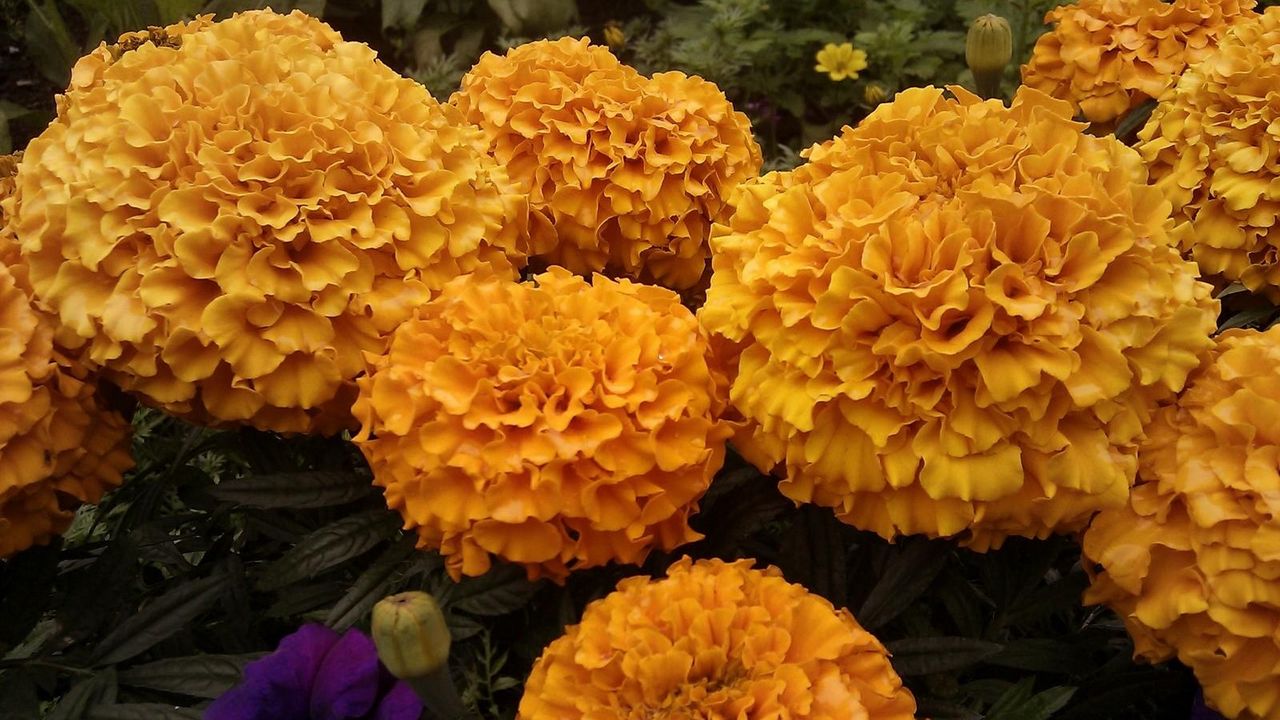 Wallpaper velvet, orange, close up, flowerbed