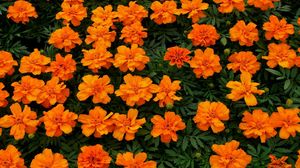 Preview wallpaper velvet ribbon, flowers, flowerbed, bright orange