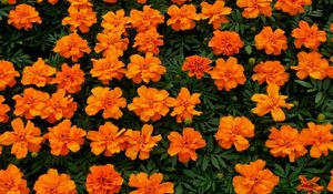 Preview wallpaper velvet ribbon, flowers, flowerbed, bright orange