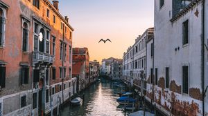 Preview wallpaper venice, italy, canal, seagull, river