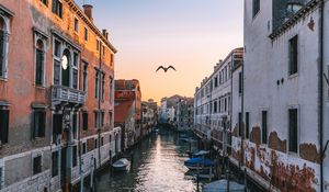 Preview wallpaper venice, italy, canal, seagull, river