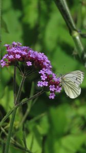 Preview wallpaper verbena, flower, butterfly, macro, nature, summer, green, purple