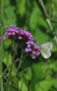 Preview wallpaper verbena, flower, butterfly, macro, nature, summer, green, purple