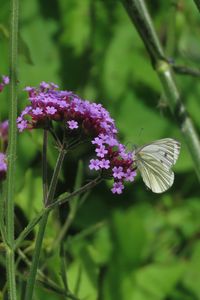 Preview wallpaper verbena, flower, butterfly, macro, nature, summer, green, purple