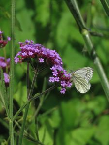 Preview wallpaper verbena, flower, butterfly, macro, nature, summer, green, purple