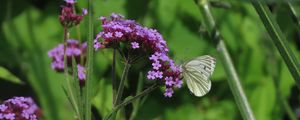 Preview wallpaper verbena, flower, butterfly, macro, nature, summer, green, purple