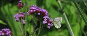 Preview wallpaper verbena, flower, butterfly, macro, nature, summer, green, purple