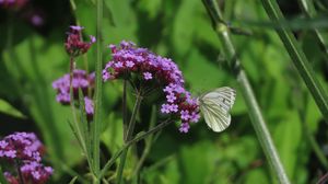 Preview wallpaper verbena, flower, butterfly, macro, nature, summer, green, purple