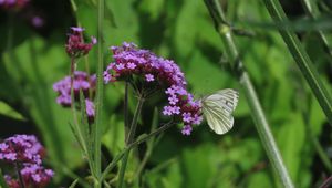 Preview wallpaper verbena, flower, butterfly, macro, nature, summer, green, purple
