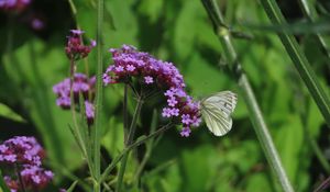 Preview wallpaper verbena, flower, butterfly, macro, nature, summer, green, purple