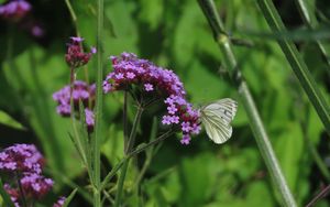 Preview wallpaper verbena, flower, butterfly, macro, nature, summer, green, purple