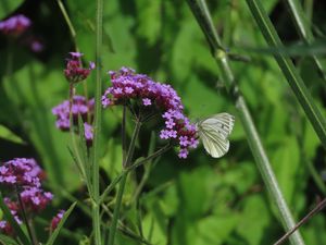 Preview wallpaper verbena, flower, butterfly, macro, nature, summer, green, purple