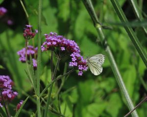 Preview wallpaper verbena, flower, butterfly, macro, nature, summer, green, purple