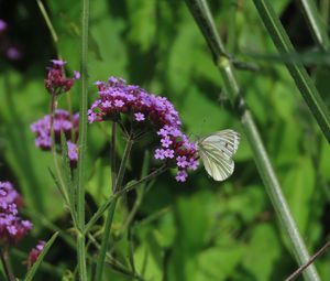 Preview wallpaper verbena, flower, butterfly, macro, nature, summer, green, purple
