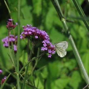 Preview wallpaper verbena, flower, butterfly, macro, nature, summer, green, purple