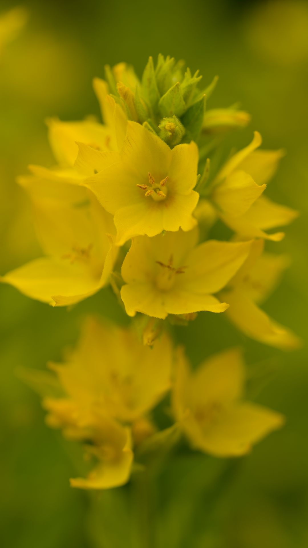 1080x1920 Wallpaper verbena, flowers, plant, yellow, macro