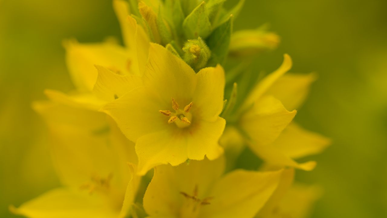 Wallpaper verbena, flowers, plant, yellow, macro