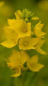 Preview wallpaper verbena, flowers, plant, yellow, macro