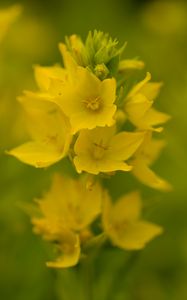 Preview wallpaper verbena, flowers, plant, yellow, macro