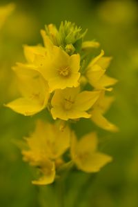 Preview wallpaper verbena, flowers, plant, yellow, macro