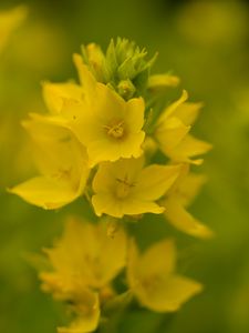 Preview wallpaper verbena, flowers, plant, yellow, macro