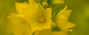 Preview wallpaper verbena, flowers, plant, yellow, macro