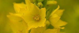 Preview wallpaper verbena, flowers, plant, yellow, macro