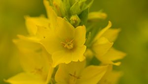Preview wallpaper verbena, flowers, plant, yellow, macro