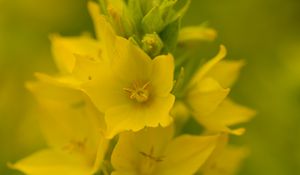 Preview wallpaper verbena, flowers, plant, yellow, macro
