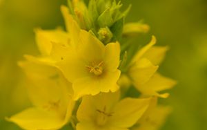 Preview wallpaper verbena, flowers, plant, yellow, macro