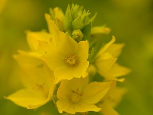 Preview wallpaper verbena, flowers, plant, yellow, macro
