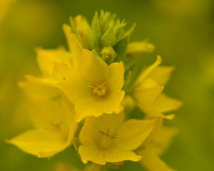 Preview wallpaper verbena, flowers, plant, yellow, macro