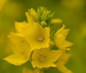 Preview wallpaper verbena, flowers, plant, yellow, macro