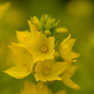 Preview wallpaper verbena, flowers, plant, yellow, macro