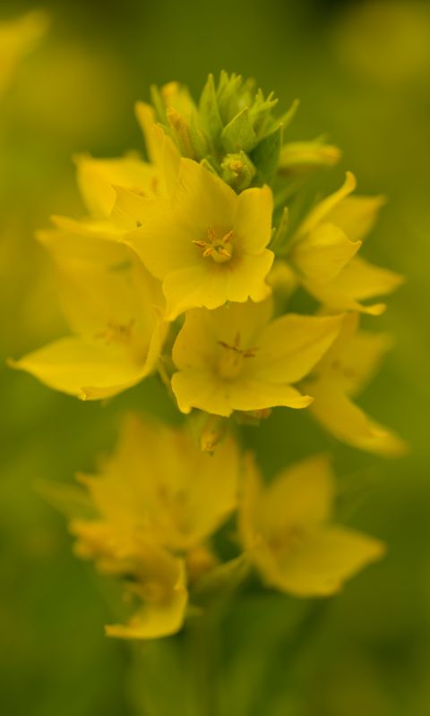 480x800 Wallpaper verbena, flowers, plant, yellow, macro