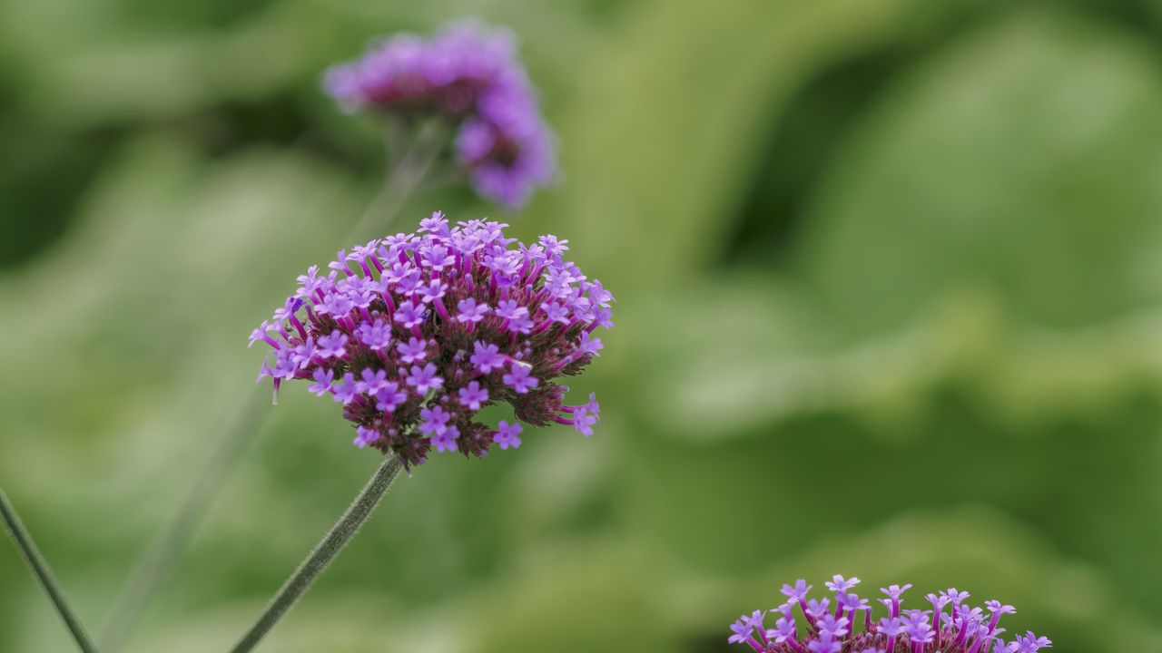 Wallpaper verbena, inflorescence, flowers, purple