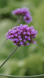 Preview wallpaper verbena, inflorescence, flowers, purple