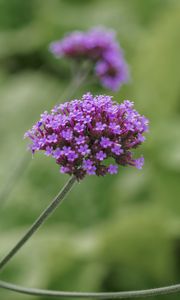 Preview wallpaper verbena, inflorescence, flowers, purple