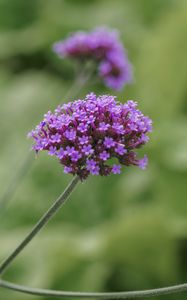 Preview wallpaper verbena, inflorescence, flowers, purple