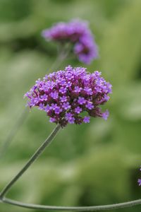 Preview wallpaper verbena, inflorescence, flowers, purple