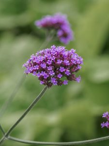 Preview wallpaper verbena, inflorescence, flowers, purple