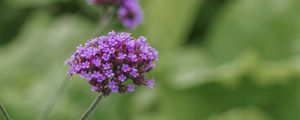 Preview wallpaper verbena, inflorescence, flowers, purple