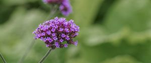 Preview wallpaper verbena, inflorescence, flowers, purple