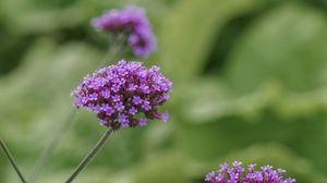 Preview wallpaper verbena, inflorescence, flowers, purple