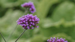 Preview wallpaper verbena, inflorescence, flowers, purple